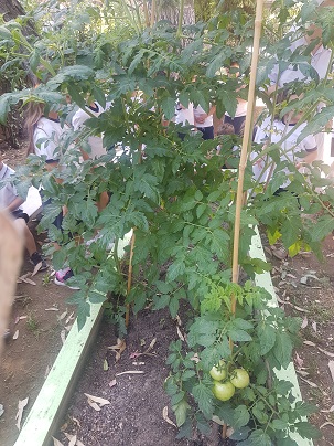 piante di pomodoro